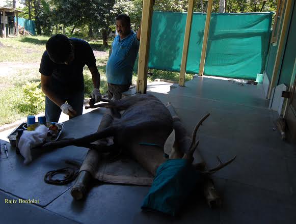 33 wild animals rescued by Center for Wildlife Rehabilitation and Conservation