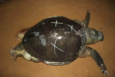 Shrimp Trawling: Clear and Present Danger