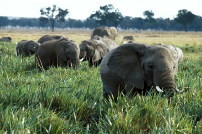 Illegal trade in wildlife, timber products funding  armed groups: UN report