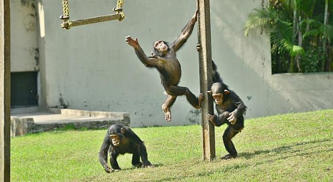 Alipore Zoo shifts trio-chimps to enclosure