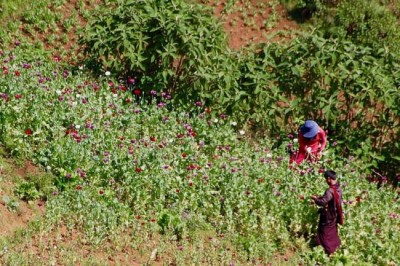 Opium production in Myanmar and Laos are stable at high levels, new UN report shows