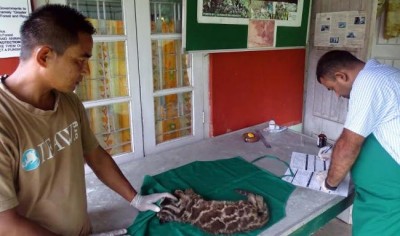 Clouded Leopard cub admitted at IFAW-WTI run Wildlife Transit Home in Assam