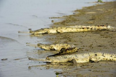 UP: 65 captive reared Gharials released into Ganges
