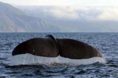 On World Day, UN urges global resolve to 'appreciate, protect and restore' Earth's oceans