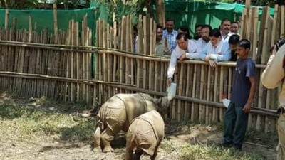 Green tribunal asks Numaligarh refinery to free up Kaziranga elephant corridor