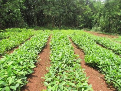  Tata Power promotes Bio diversity and Afforestation in the Western Ghats of India