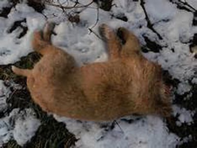 Canada: London Humane Society warns of serial animal killer in London, Ontario