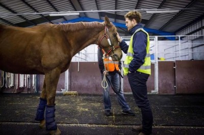 Etihad Cargo transports 72 horses on single flight