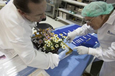 Flowering Zinnias on space station set stage for deep-space food crop research