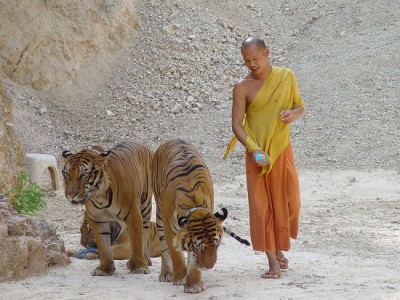 Thailand: Tigers seized from Buddhist temple