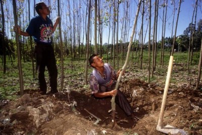 â€˜Investing in forests is an insurance policy for the planet,â€™ says UN chief