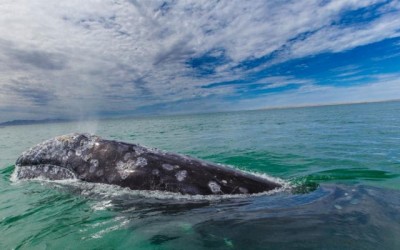 IUCN-led panel warns critically endangered whales in Russia still under threat 