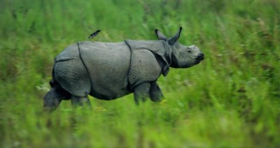 Animal Planet's new catchy campaign Yeh Mera India breaks on Aug 15