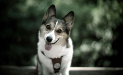 Canada gets a Christmas gift in the form of rescued dogs from China