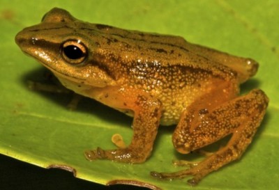 New golden frog species discovered in Colombia