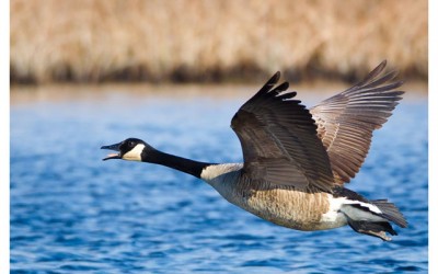 Canadaâ€™s national bird yet to be decided