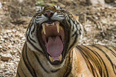 Forty dead tiger cubs recovered from freezer in Thailand temple