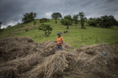 Agriculture must adopt climate-smart practices to better help poverty reduction â€“ UN report