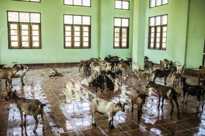 UN agriculture agency calls for giant research leap to rein in farm-driven antimicrobial resistance