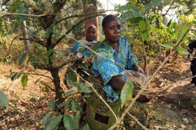 New UN report links farming, forestry and improved food security