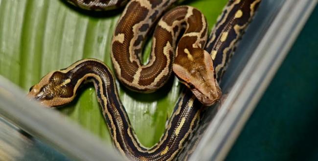 Two rock python hatchlings unveiled in Kolkata zoo