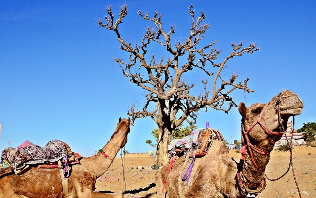 Pushkar: A magnet for tourists on a soul journey