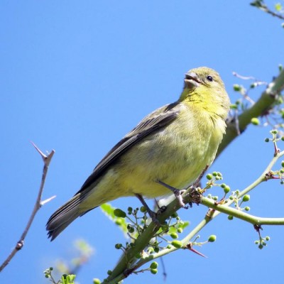  U.S. Desert Songbirds at risk in a warming climate, says study