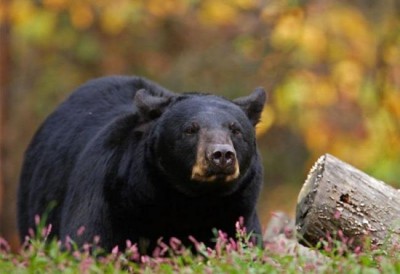 US: Bear kills 16-year-old race participant in Alaska
