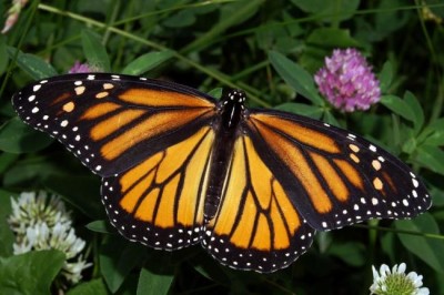 Toronto: Researchers identify birthplaces of monarch butterfly to help conserve species