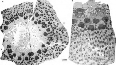 Research finds world's oldest and most complex trees