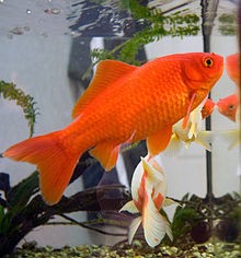 How goldfish make alcohol to survive without oxygen, finds study