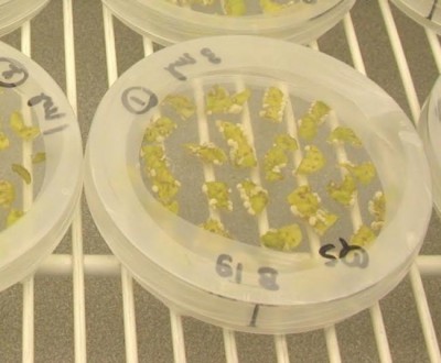 Biotech/GM Crops Surge to a New Peak of 185.1 Million Hectares in 2016