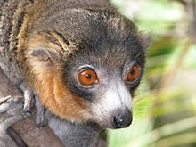 Climate change pushing this Lemur to the limit: says study 