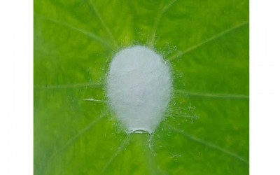 Green method developed for making artificial spider silk