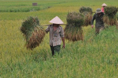 UN agriculture agency takes step to help rice farmers bolster production