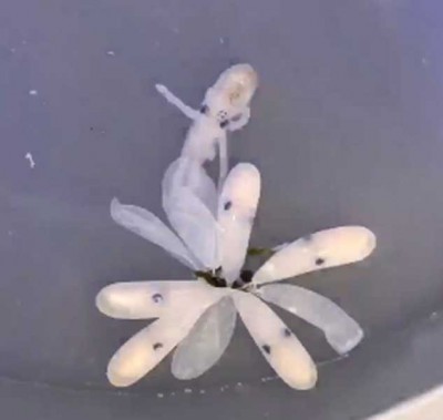 Video of Octopus hatching from its egg becomes viral on social media