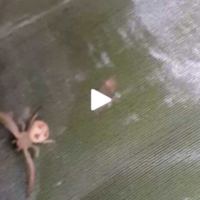 Rare species of spider with human face found in Assam