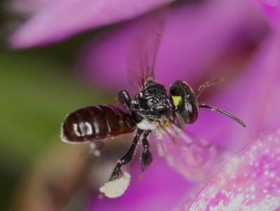 New study shows climate change is wreaking havoc on delicate relationship between orchids and bees