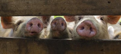 Deadly swine fever threatens Asia, UN agriculture agency warns, urging regional collaboration