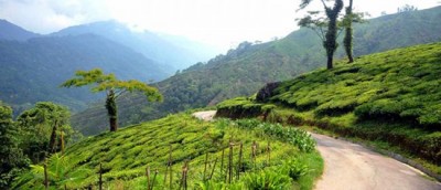 Andrew Yuleâ€™s Mim White Dew Tea fetches record price, bought by Tea Box