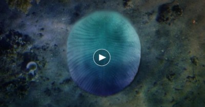 Scientists identify earliest known animal 