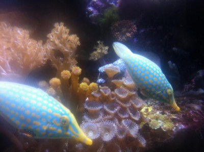 Adapt, move or die: animals and plants react to climate change, reveals study