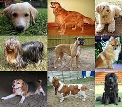 Texas A&M Study: Ancient dog cancer still around today after 10,000 years