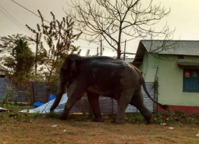 Speeding train mows down five wild jumbos in Assam
