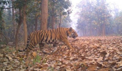 West Bengal:  Lalgarh forest tiger found dead
