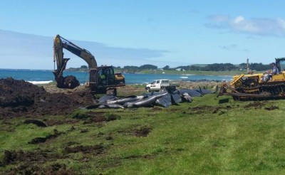 Mass pilot whale stranding at Chatham Island:  New Zealand Department of Conservation  