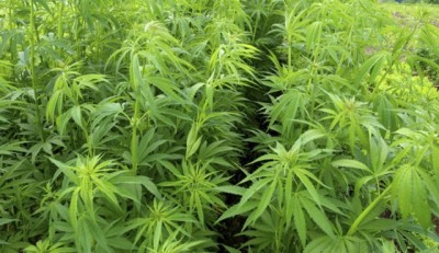 Canada: BC farmers planning to grow cannabis