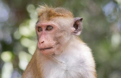 Pregnancy loss occurs in 26 percent of Zika-infected monkeys