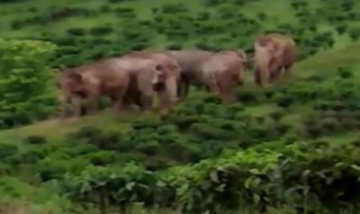 Wild elephant herd kill four people in Assamâ€™s West Karbi Anglong district