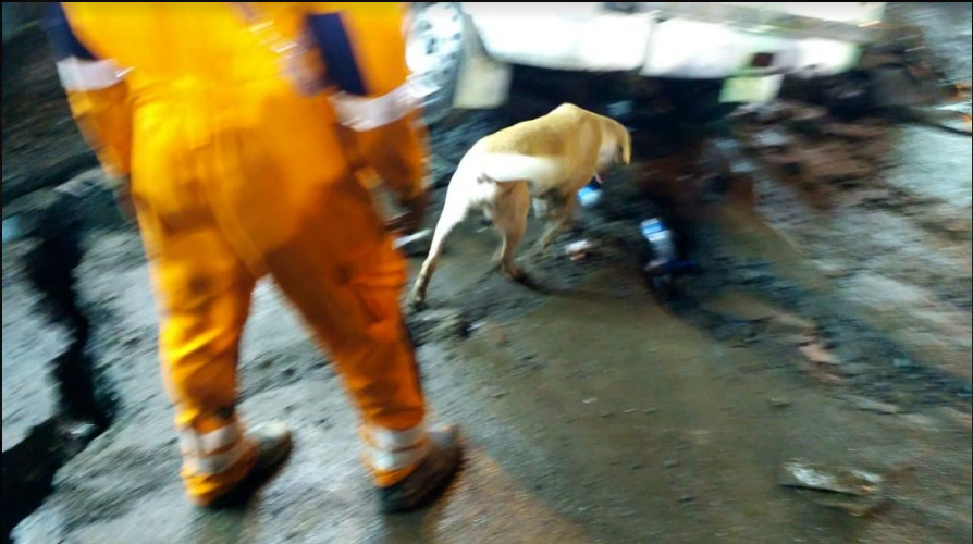 Kolkata bridge collapse: NDRF brings trained dog to find if anyone is trapped under the wreckage